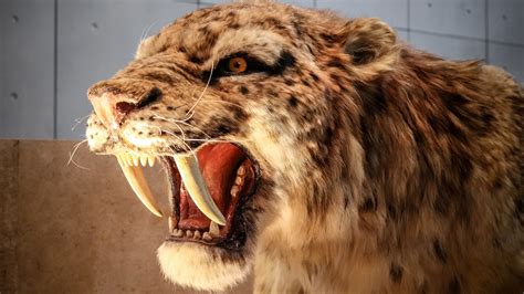 real alive saber tooth tiger